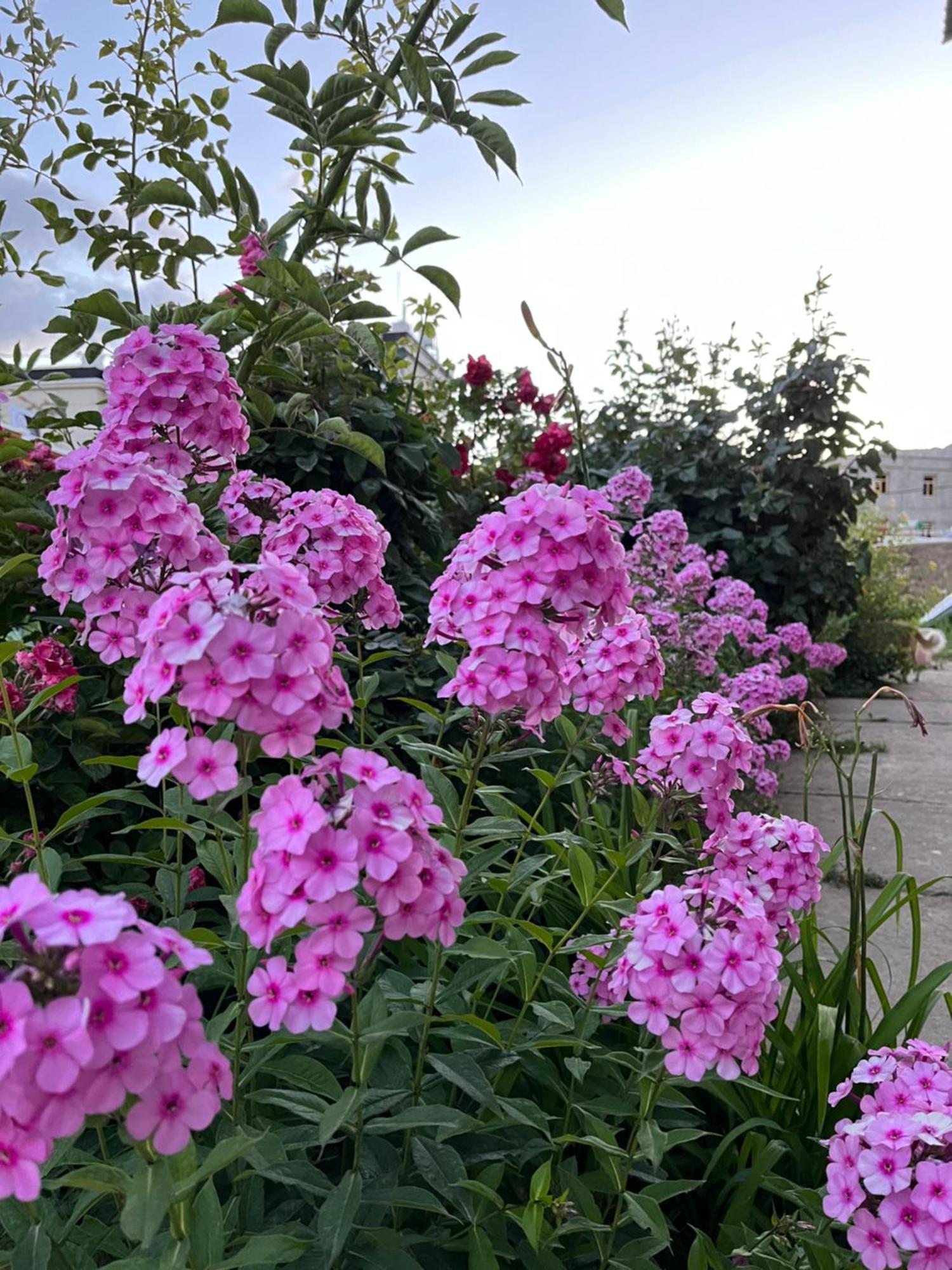 Chakzot Garden House Hotel Leh Eksteriør billede